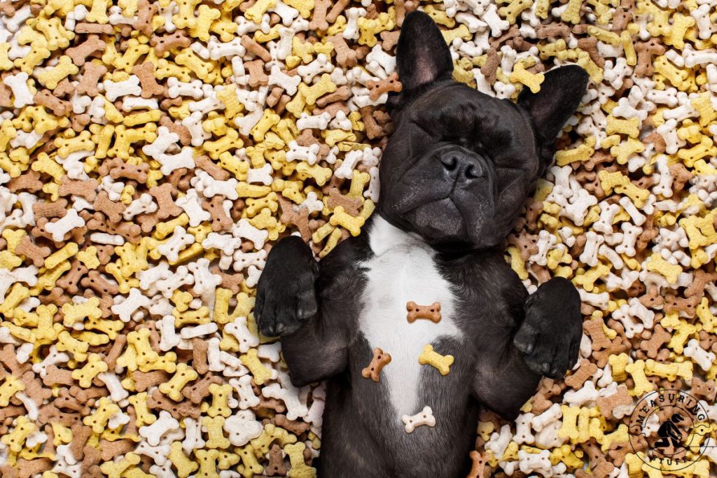 french bulldog laying in a pile of dog treats