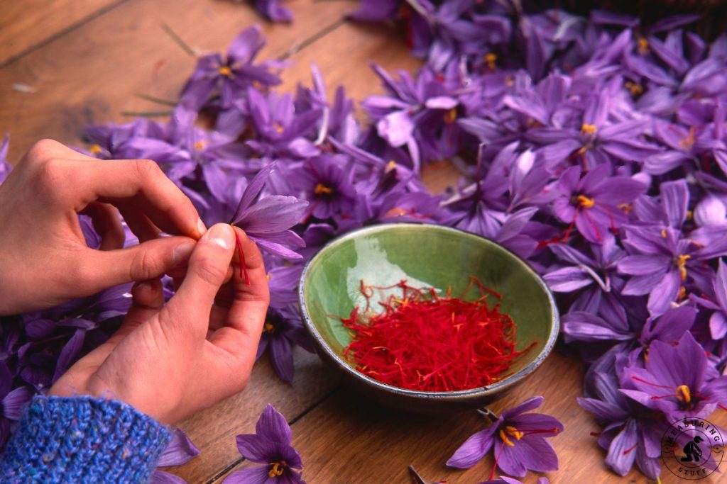 saffron flowers with saffron in a bowl