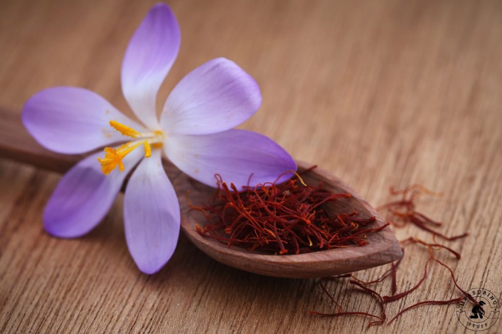 crocus flower/saffron