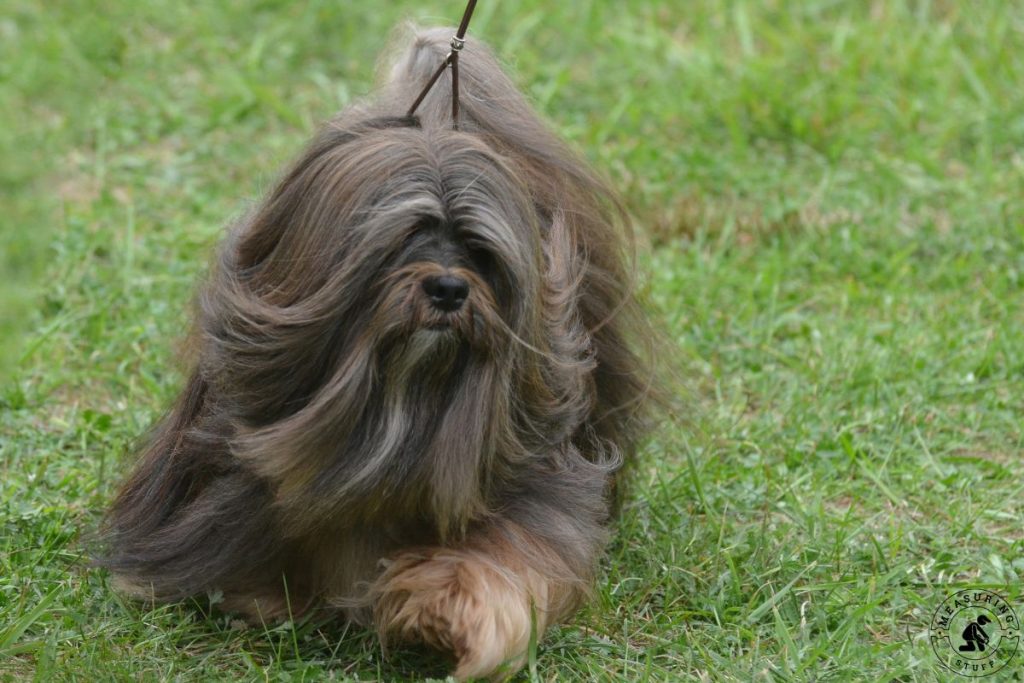 long hair Havanese dog