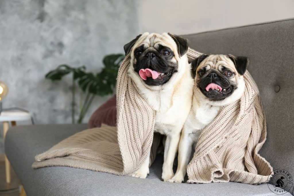 short hair pugs in a blanket on a couch