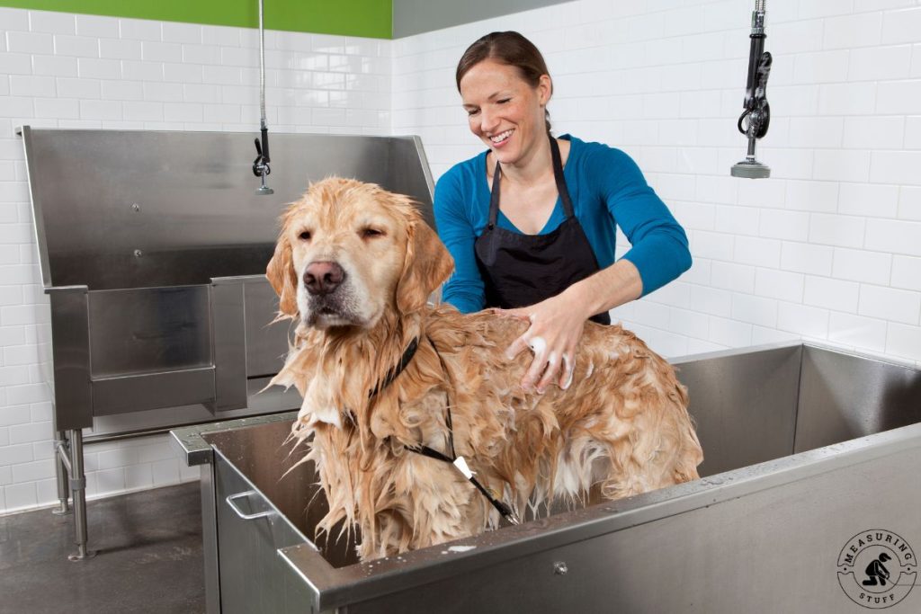 golden retriever dog getting a bath