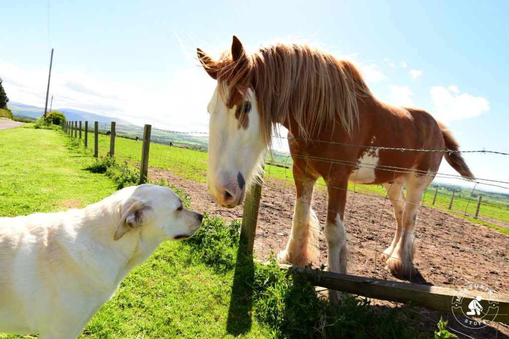 clydesdale horse behind a wire fence