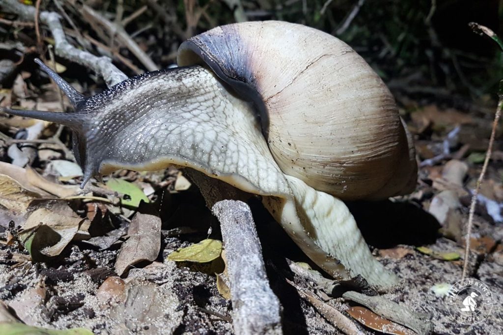 Giant African Land Snail