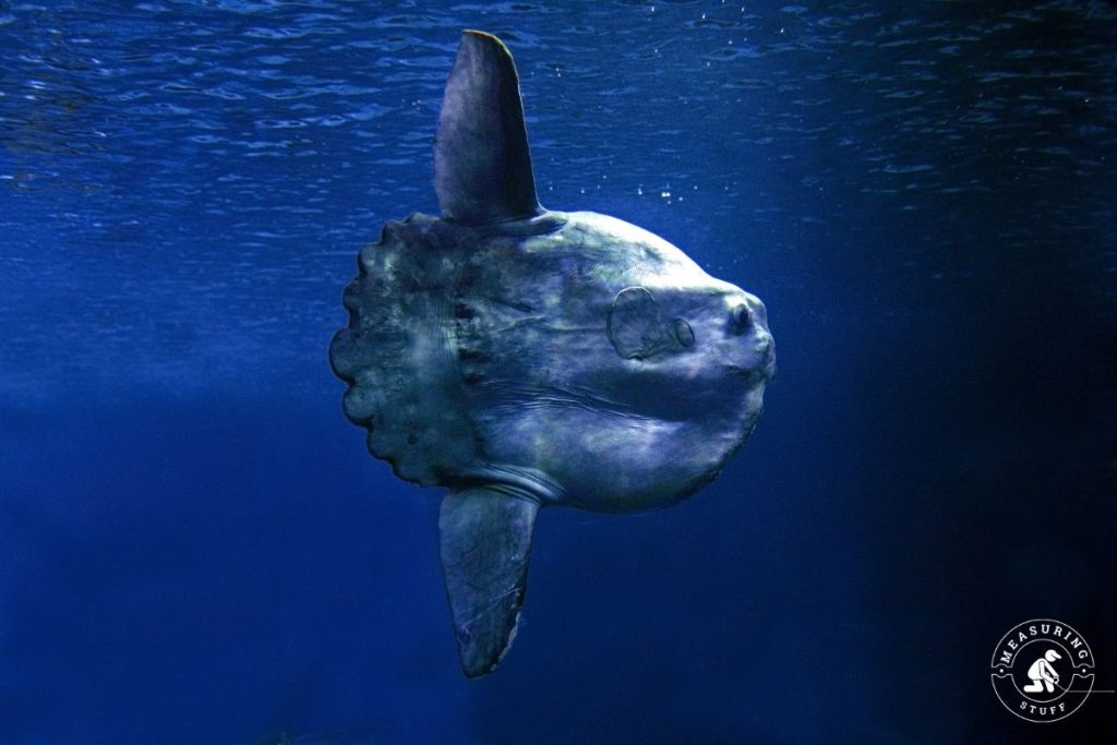 Ocean Sunfish