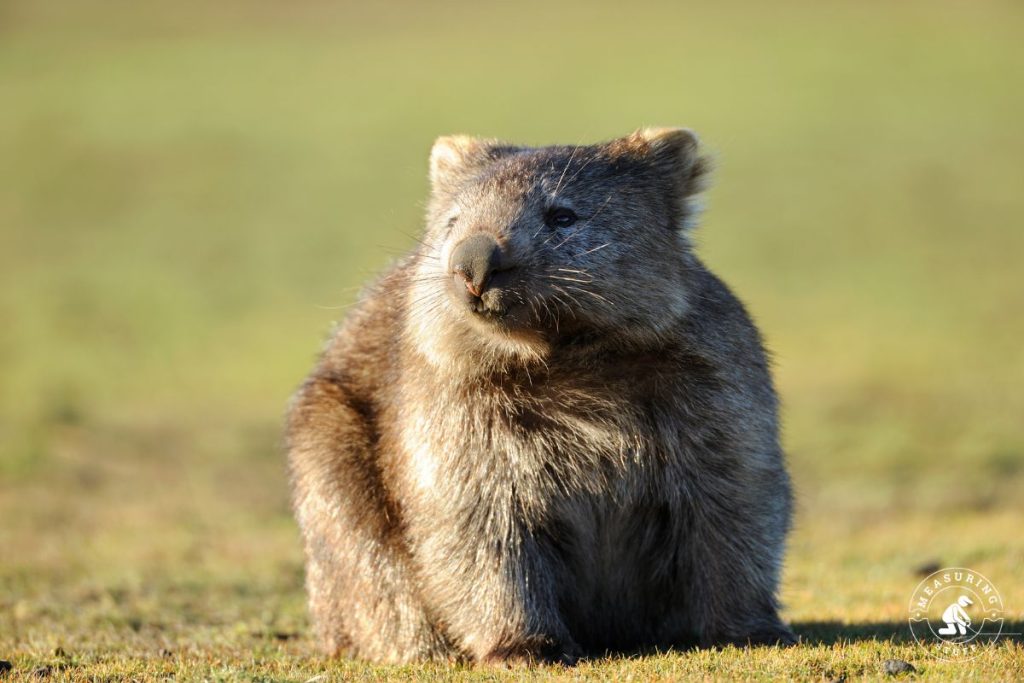 Wombat in a field