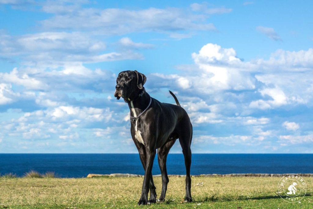 Great Dane walking by the ocean