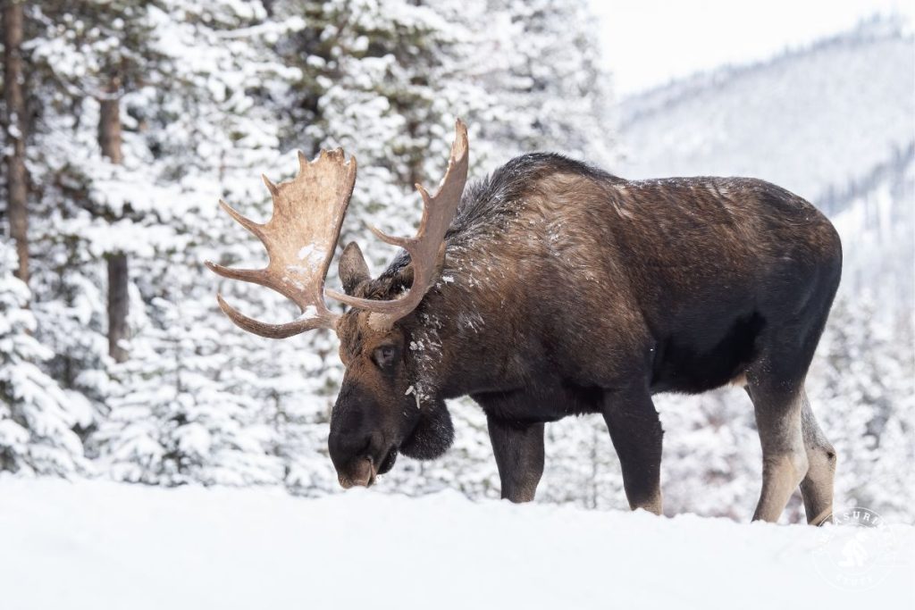 Moose in Jasper, Canada