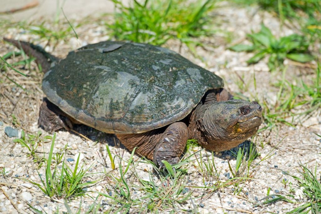 Snapping Turtle