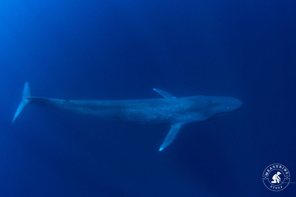 Blue Whale