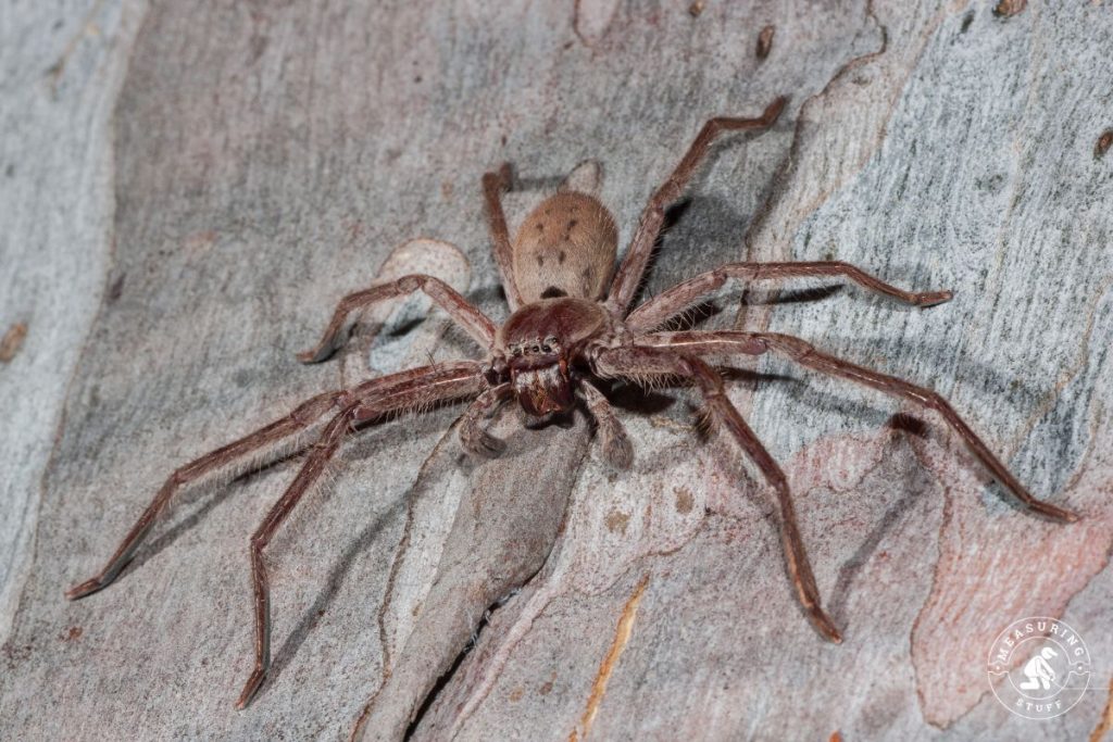 Giant Huntsman Spider