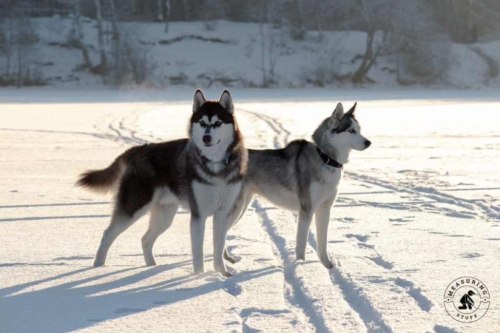 siberian huskies standing in snow