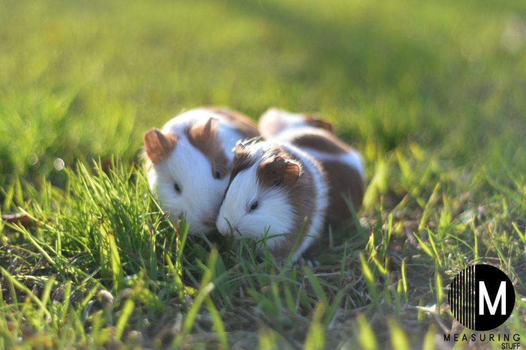 pair of hamsters