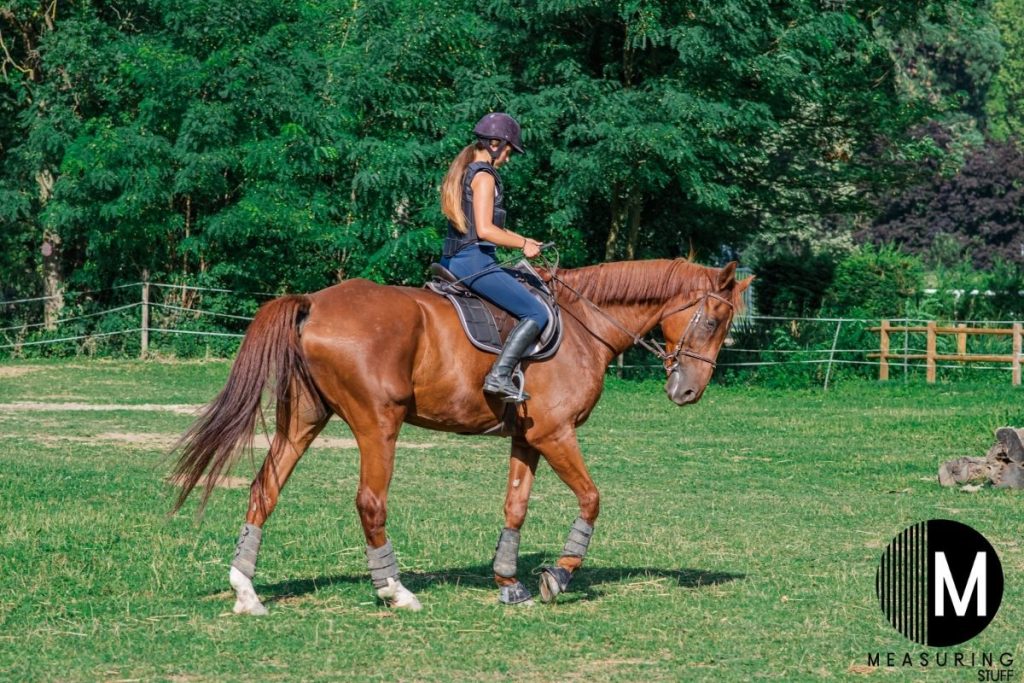 woman sitting on a brown horse in a field