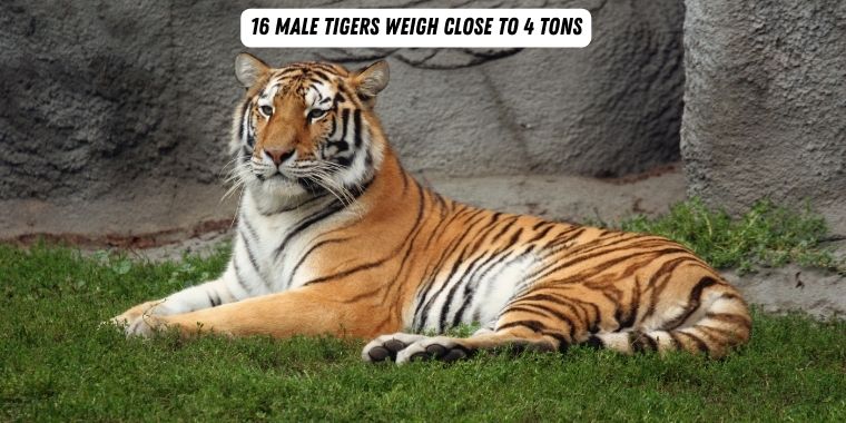 male tiger laying down on grass