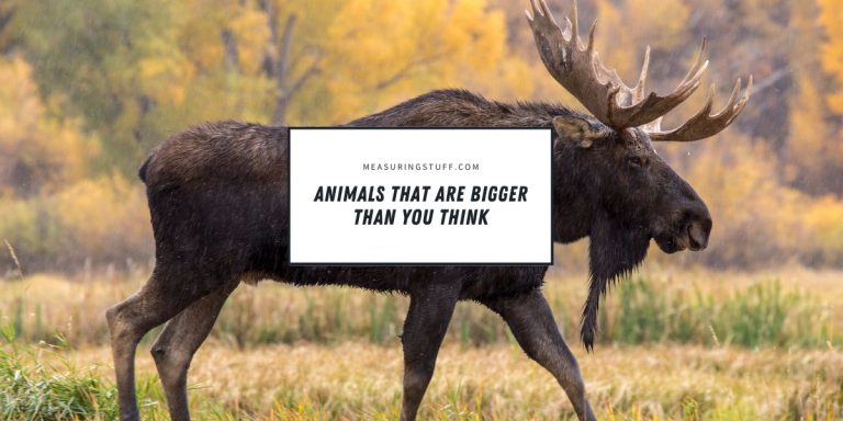 13 Animals That Are Bigger Than You Think