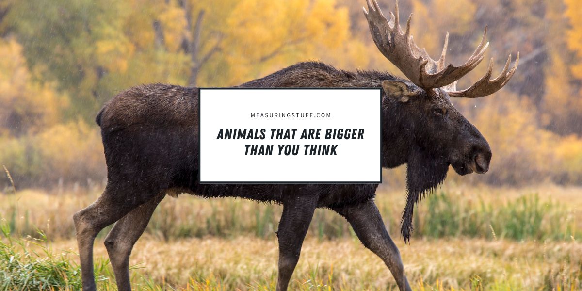 Animals That Are Bigger Than You Think