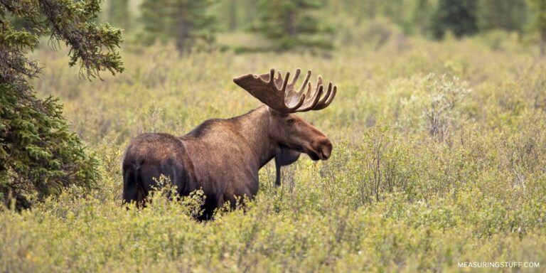 11 Animals That Weigh 400 Pounds