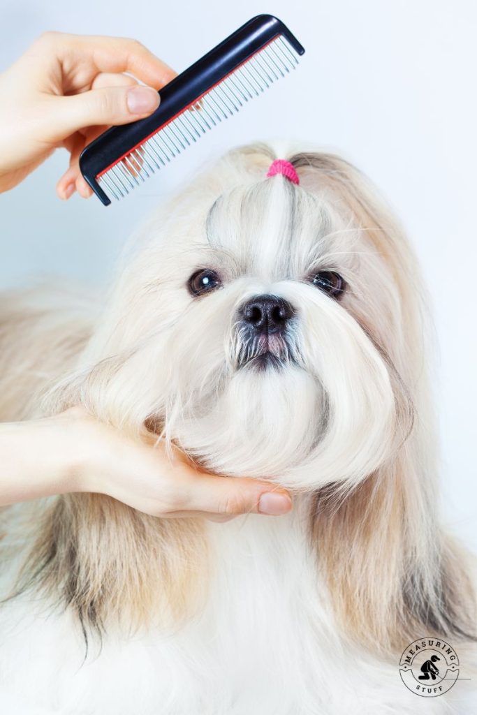 long hair shih zhu dog getting groomed