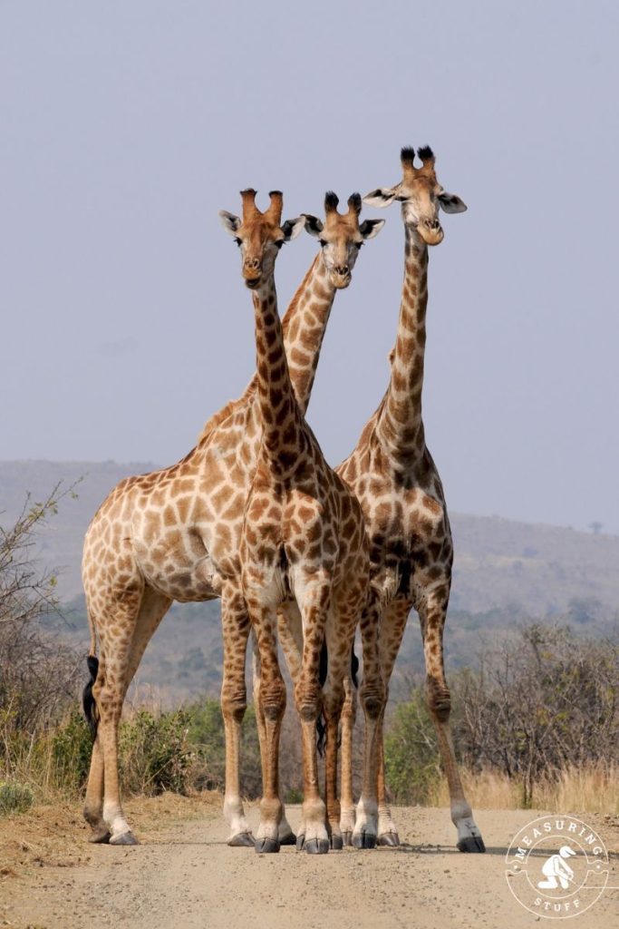 trio of giraffes
