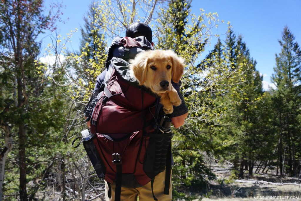 man walking in the woods with a dog in a backpack