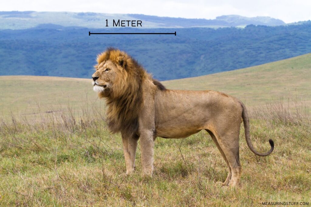 Lion standing in a field to represent how long 1 meter is