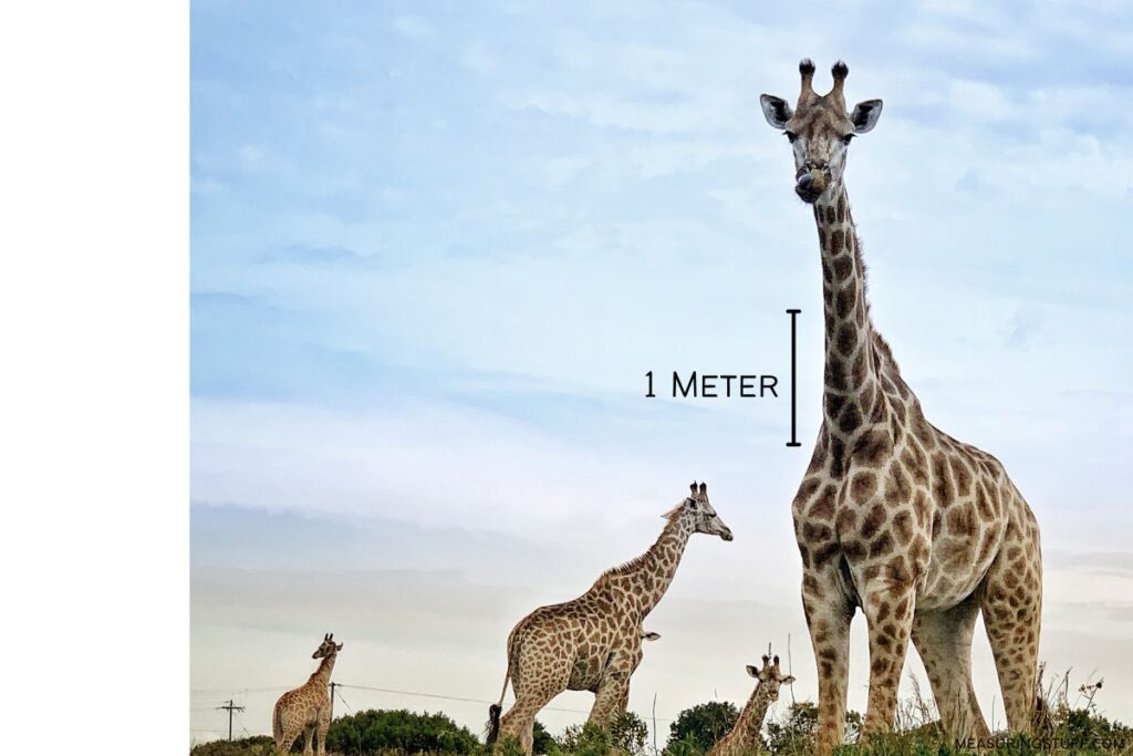 Giraffe long neck to reference how long 1 meter is