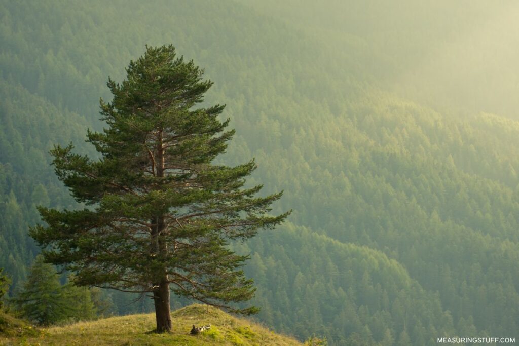 small pine tree with mountains used to reference how long 30 meters is