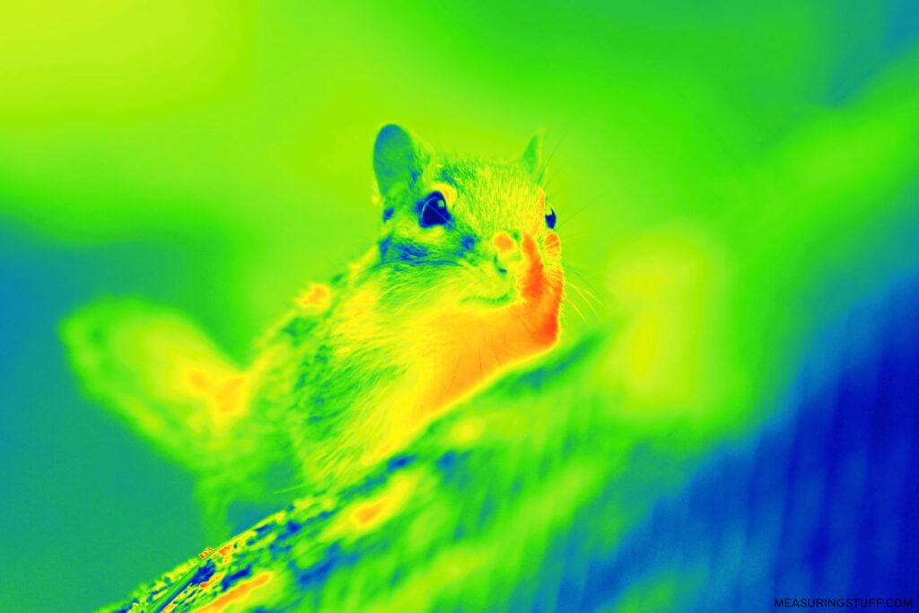 chipmunk thermal image