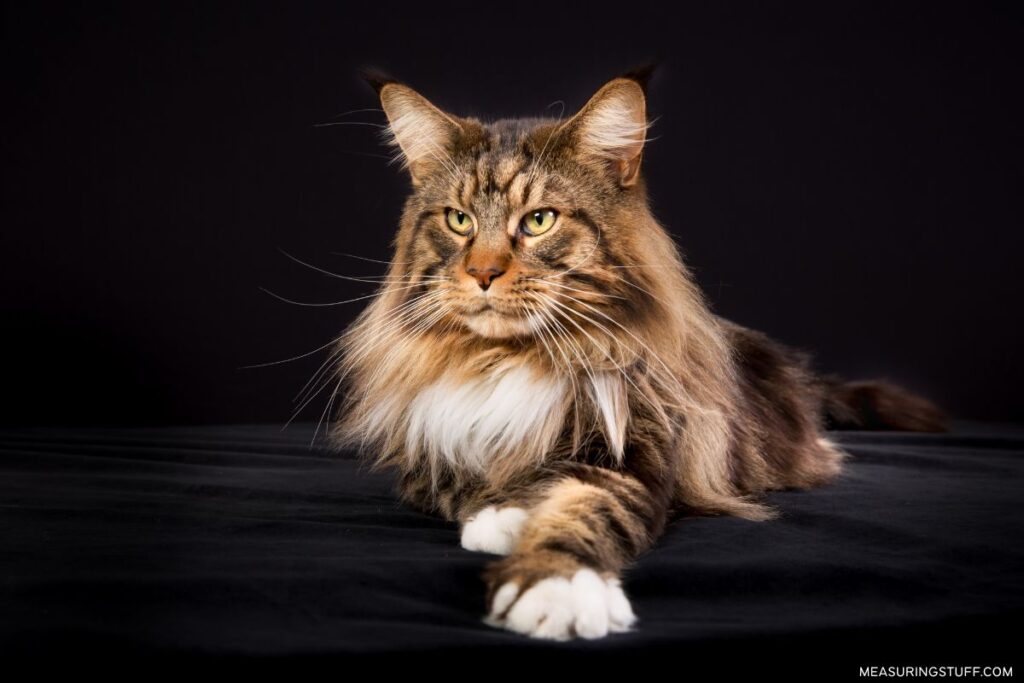 Maine Coon cat laying on black blanket