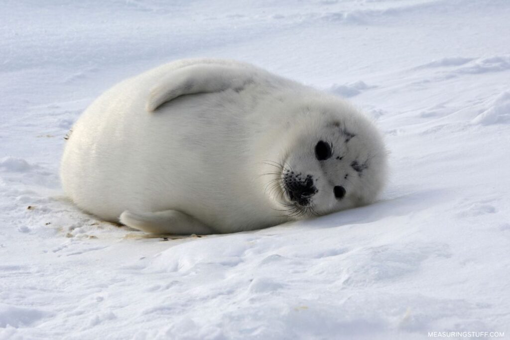 white harp seal laying in snow