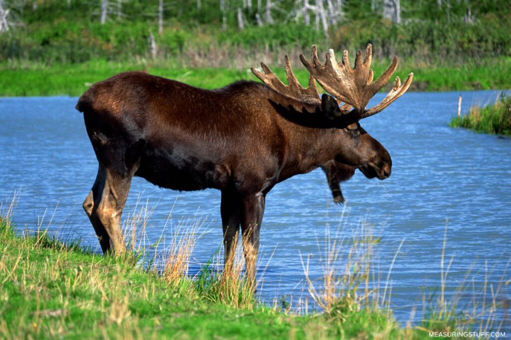 moose standing by water