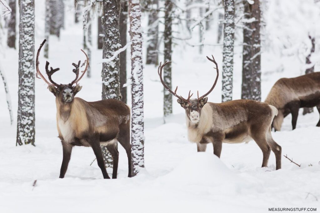 trio of reindeer in winter woods