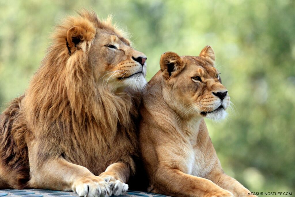 pair of adult lions
