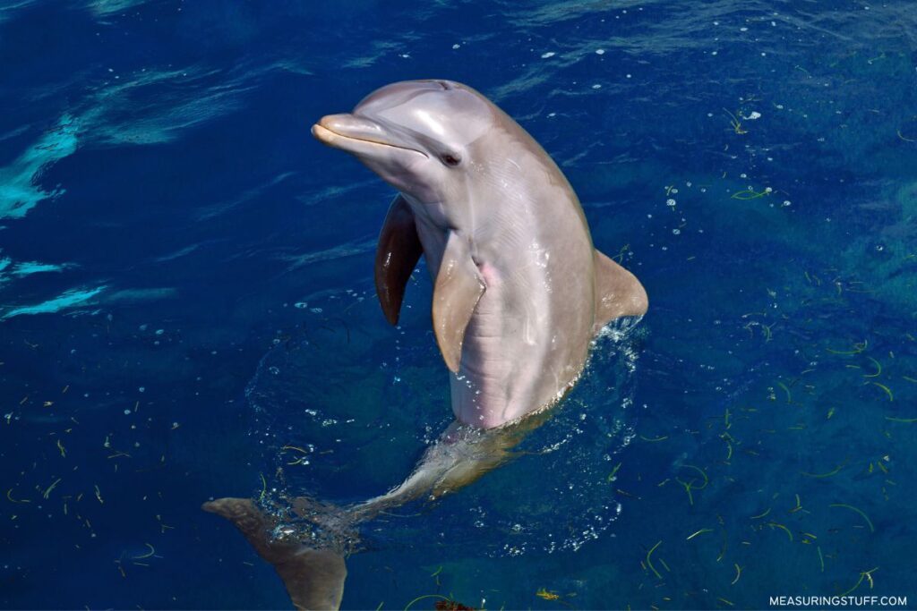 dolphin playing in water