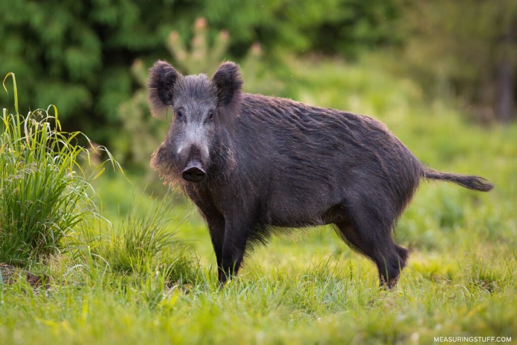 european boar standing in grass