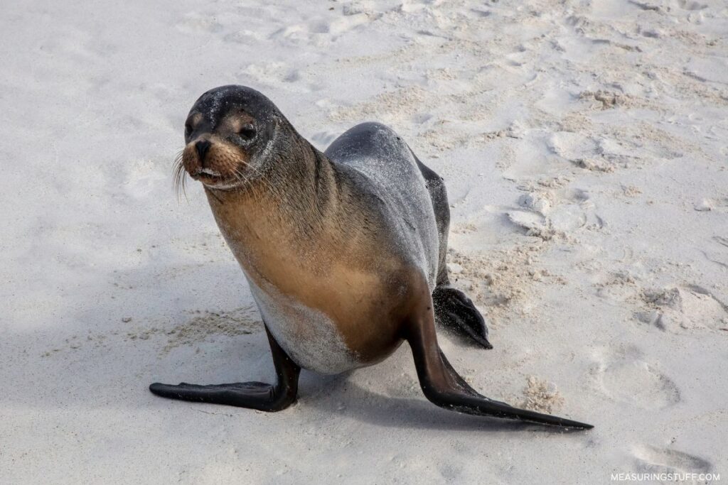 sea lion on the sand