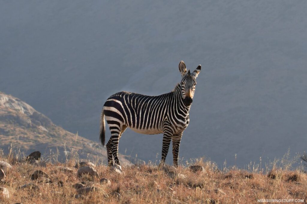 zebra standing on a mountain top