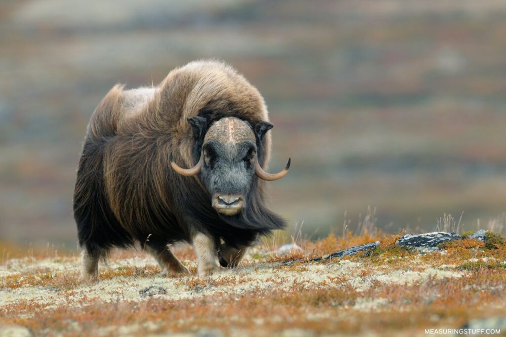 musk ox standing on a hill