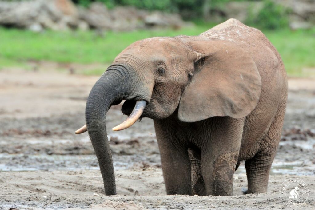 African forest elephant